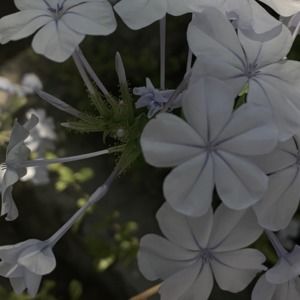 Meet your Posher, Isabella